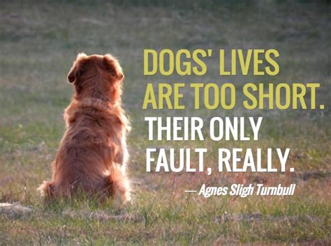 13 Dog Loss Quotes: Comforting Words When Losing a Friend