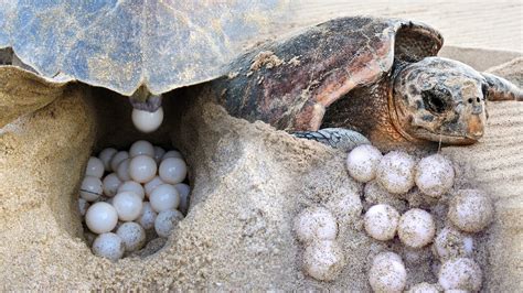How long does it take for turtles to lay eggs? Loggerhead Sea Turtle Laying Eggs Video