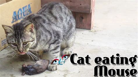 cat eating mouse after cat catching mouse in the morning youtube