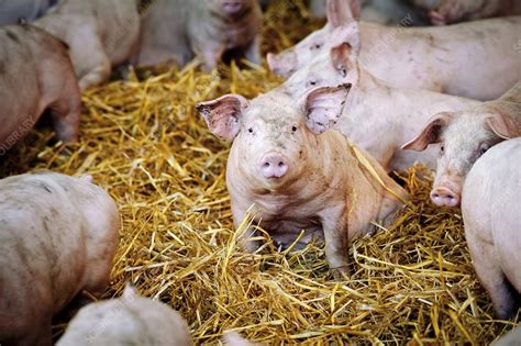 Pig Farming Stock Image C0125481 Science Photo Library