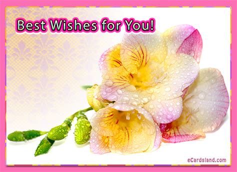 Best Wishes For You Ecards Free Greeting Ecards Free