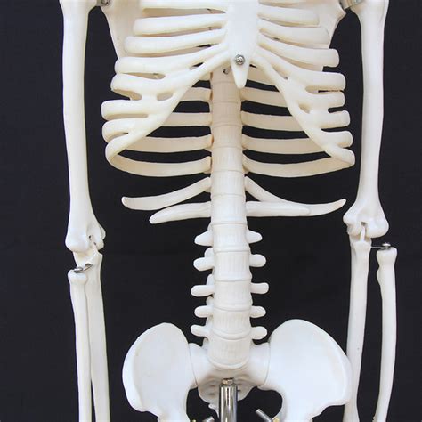 85cm Full Body Lifesize Human Skeleton Anatomical Medical Model