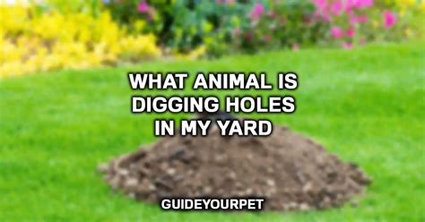 What Animal Is Digging Holes In My Yard 10 Common Animals