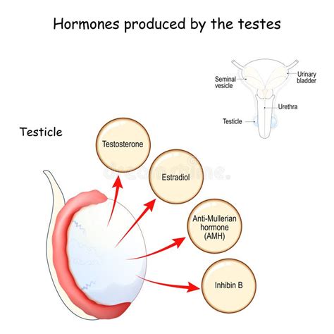 Hormonio Masculino Produzido Pelo Testiculo