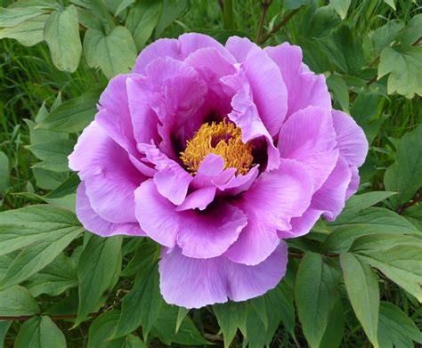 Sales@plantsgaloreonline.co.uk customerservices@plantsgaloreonline.co.uk 01279 792 869 plants galore hamlet hill roydon essex cm19 5jy. Tree peonies 2009