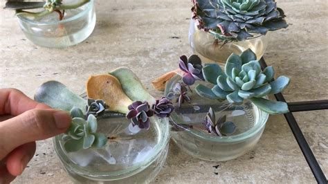 Maybe you would like to learn more about one of these? Succulent Water Propagation - YouTube