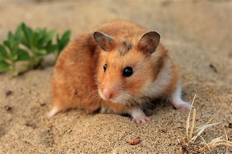 Syrian Hamsters In The Wild