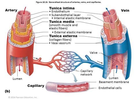 Veins And Arteries Diagram Quizlet