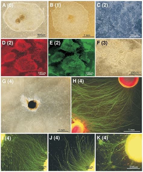 Characterization Human Embryonic Stem Cell Hesc Derived Neural
