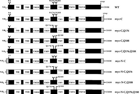 Schematic Representation Of N Glycosylation Site Defective Receptors