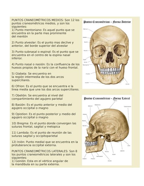 Puntos Craneométricos PUNTOS CRANEOMÉTRICOS MEDIOS Son 12 los puntos