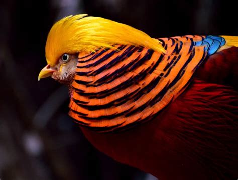 Top 10 Most Colorful Animals In The World The Mysterious World