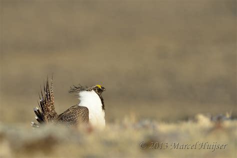Marcel Huijser Photography Montana Wildlife Sage Grouse