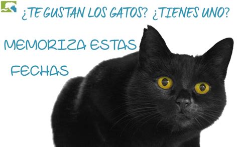 El día del gato es un día dedicado a los felinos en el que los dueños pueden regalar a su mascota con ricos manjares nutritivos. Día Nacional del Gato Negro: ¿Qué es y cuándo se celebra ...