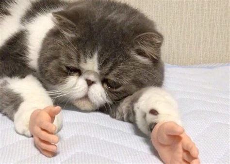 People Are Unsettled By This Cat With Human Hands Metro News