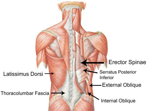 Learn how to draw the lower back muscles by learning their form. Quotes about Back muscles (37 quotes)