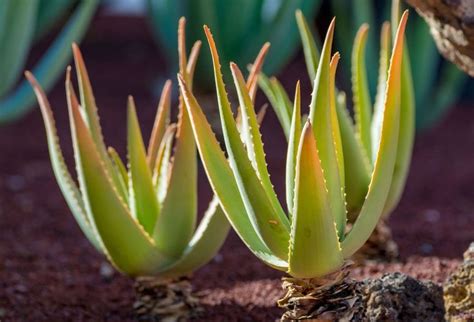 If you aren't asking something to the effect of, what's wrong with my plant? or why does my plant look weird? then your post doesn't belong here. Why Is My Aloe Plant Turning Brown? (And What to Do When ...