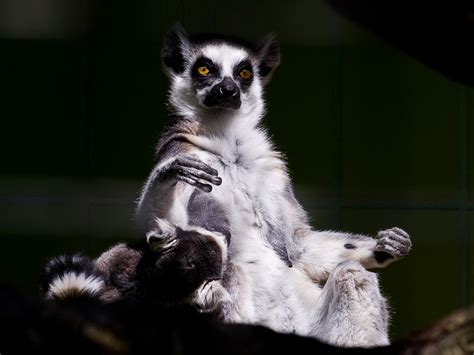 Ring Tailed Lemur Katta Lemur Catta Madagascar Flickr