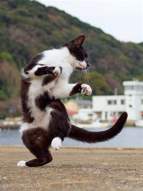 Dance Like No One Is Watching Cute Cats Dancing Cat Beautiful Cats
