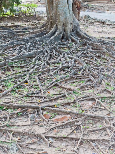 Tropical Tree Root Stock Image Colourbox