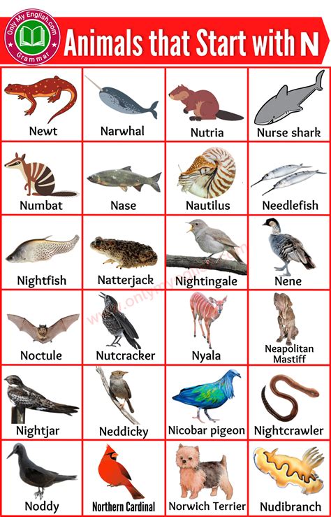 50+ Animals that Start with N | Animals beginning with N