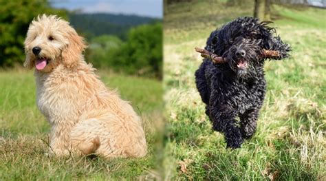 Goldendoodle vs golden retriever, it's a tough choice! Goldendoodle vs. Cockapoo: Breed Differences and Similarities