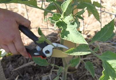 I'm trying to figure out the costs involved with the electricity of the lights. Pruning Vegetable Plants - Why Trimming and Thinning Is A ...