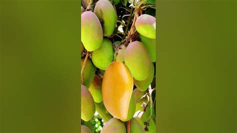 wow yummy split mangoes 🥭 shorts asmr trending youtube