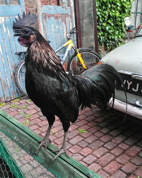 Such chickens were initially poultry fancy embraced a black sumatra, including its long, flowing, low tail, beetle green shine. Sumatra For Sale | Chickens | Breed Information | Omlet