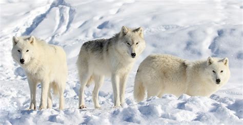 Fun Arctic Wolf Facts For Kids Kidadl