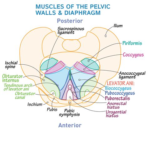 A ligament is the fibrous connective tissue that connects bones to other bones. Gross Anatomy Glossary: Pelvic Walls & Diaphragm | Draw It ...