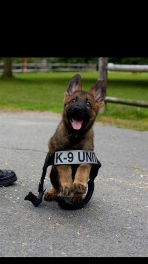1000 Images About Police K9 On Pinterest
