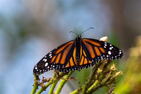 Qué Suerte La Pudimos Ver En Tenerife Danaus Plexippus Flickr