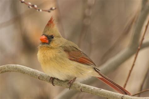 Wow I Have Never Seen A Cardinal That Looks Like This Animals Birds