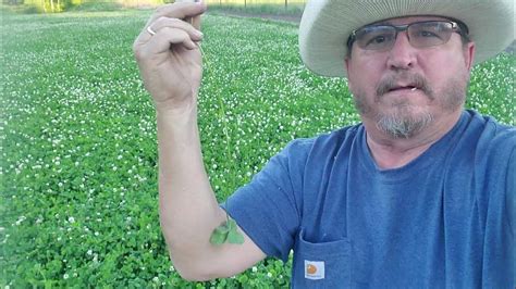 2021 Maintaining My Chicory Alfalfa And Whitetail Institute Clover Food Plot Youtube