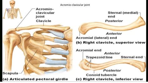 Diagram Labeled Diagram Of The Clavicle Mydiagramonline
