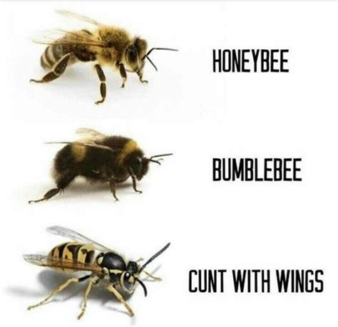 Pin By Andanda On Pentrucandestitrista Bee Funny Memes Funny