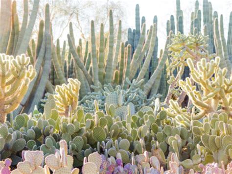 Stay cool and learn something while doing it! Phoenix Botanical Garden | History of the Desert Botanical ...