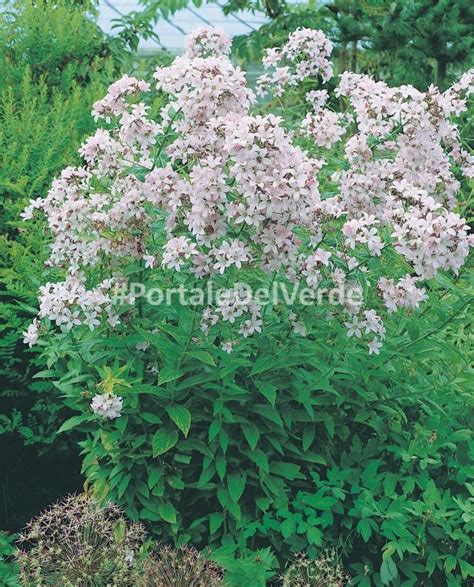 Le piante da siepe sono piante sempreverdi utilizzate come veri e propri muri verdi. Campanula lactiflora: piante perenni fiorifere e ornamentali