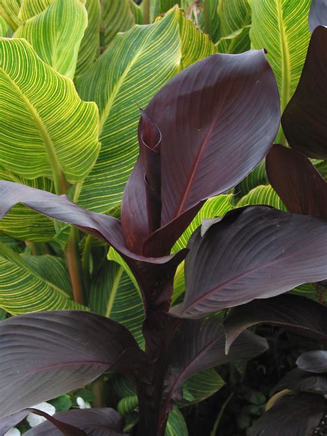 Shop with afterpay on eligible items. The Rainforest Garden: Tropicanna Black