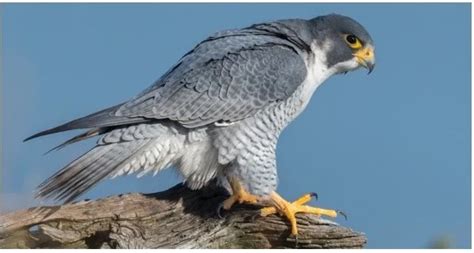 The 3 Types Of Falcons That Live In North Carolina 2021 Bird