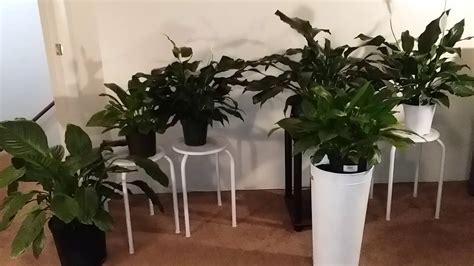 They're easy to maintain, and they can make a lovely addition to. Peace Lily Care Tips | Peace Lily Collection | Part 1 ...
