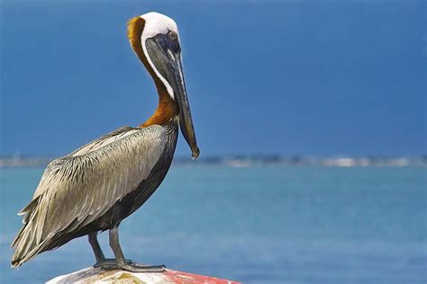 Pelican Taxonomy Habitat Description And Facts Britannica