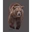 Brown Bear 8 Digital Art By Larry Linton