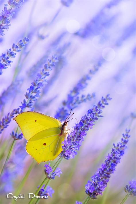 Morning In Provence By Tatiana Krylova Yellow Butterfly Tattoo