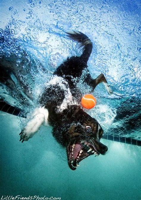 Underwater Dogs By Seth Casteel Picture Gallery