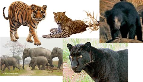 The Big 5 Of The South Indian Jungle Safari Wildtrails Of India