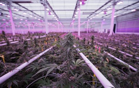 Automation And Artificial Intelligence Revolutionize The Cannabis Industry