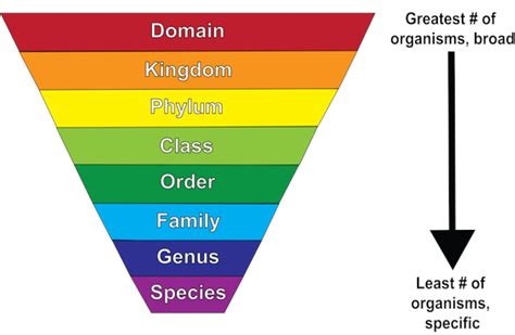 Kslof Coral Reef Education Free Biological Classification Courseliving