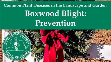 Boxwood Blight Prevention Youtube